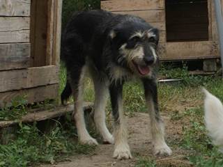 Kathy, Hündin, kastriert, 4 Jahre Kathy, Hündin, kastriert, 4 Jahre