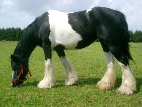 Reitkuh bei Ankunft Reitkuh bei Ankunft