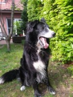 Endlich Wunschhund! Endlich Wunschhund!