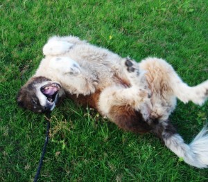 Nele freut sich einen Mops! Nele freut sich einen Mops!
