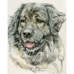 Zeichnung von Jutta Baur http://hundepersoenlichkeiten.de Zeichnung von Jutta Baur http://hundepersoenlichkeiten.de