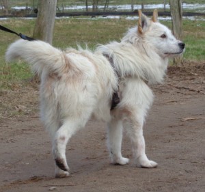 Warum möchte niemand Alfie adoptieren? Warum möchte niemand Alfie adoptieren?