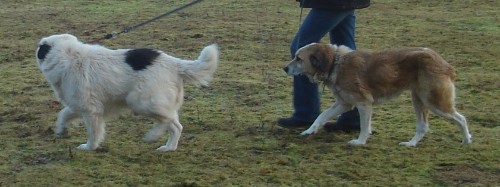 Zwei Traumhunde! Zwei Traumhunde!