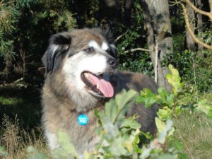 Ein echter Superdog! Ein echter Superdog!