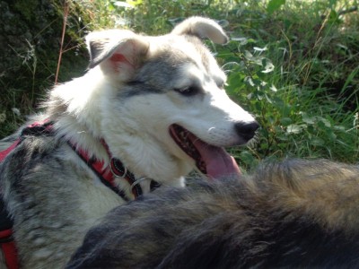 Susi, Hündin, kastr., 5 Jahre, 45cm, tolle Fellzeichnung, scheu, lieb, fröhlich Susi, Hündin, kastr., 5 Jahre, 45cm, tolle Fellzeichnung, scheu, lieb, fröhlich