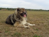 Wachhund Wachhund