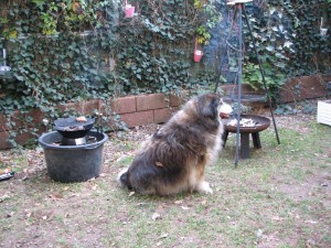 Floffy und das Essen ... Floffy und das Essen ...