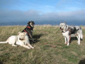 v.l.n.r.: Harvey, Kathy und ihre Mama Alma v.l.n.r.: Harvey, Kathy und ihre Mama Alma
