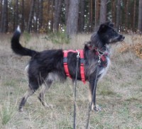 Hündin, 6 Jahre, 40cm, 12kg, pfiffig und superlustig! Hündin, 6 Jahre, 40cm, 12kg, pfiffig und superlustig!