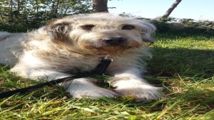 War abgestempelt: Aggressiv gegen Hunde. War abgestempelt: Aggressiv gegen Hunde.