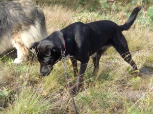 Hündin Mary, 5 Jahre, 55cm, Typ Labrador Hündin Mary, 5 Jahre, 55cm, Typ Labrador