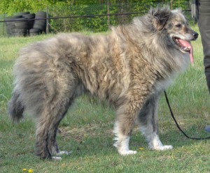 Rüde, 4 Jahre Rüde, 4 Jahre